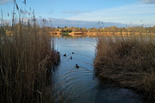 Blick durch das Schilf auf den Teich am Wienerberg