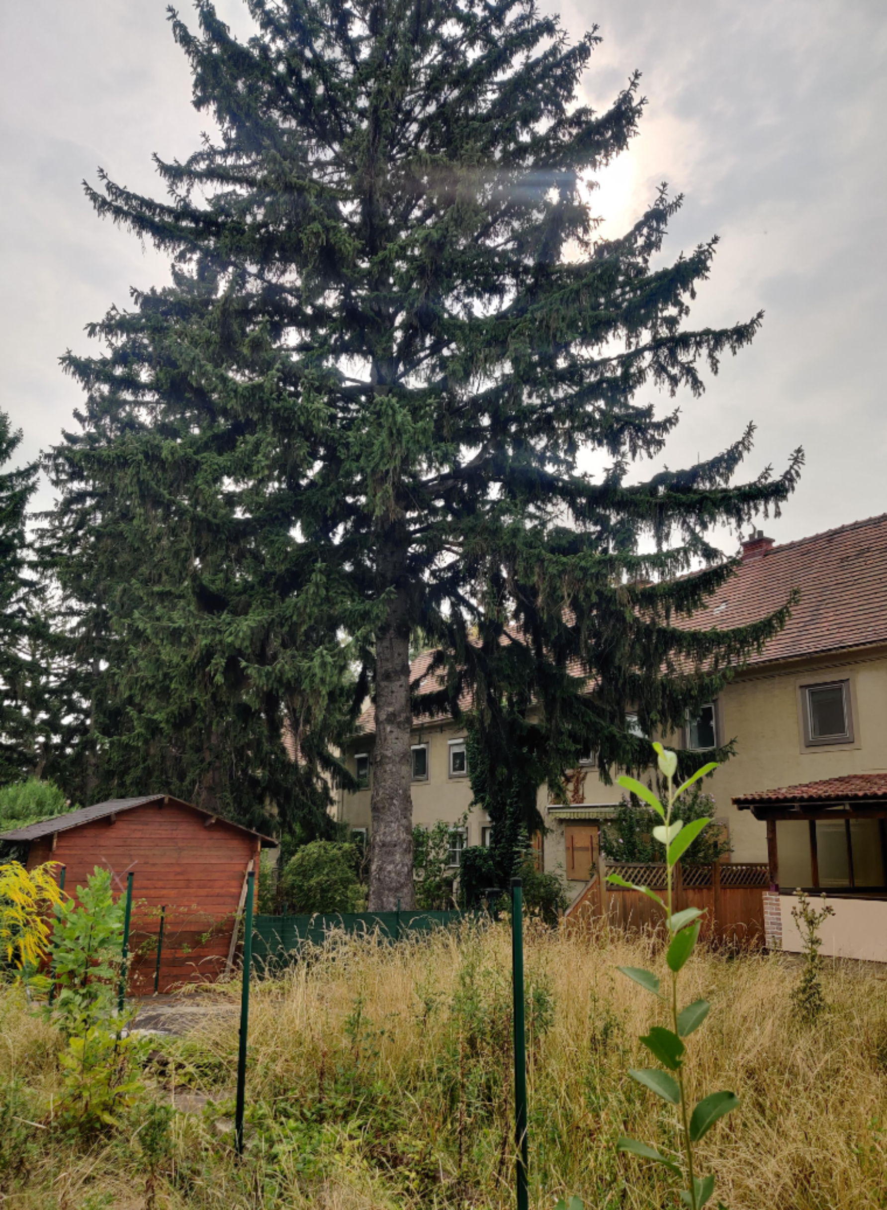 Hinterseite der Altbauten, davor ein verwilderter Garten